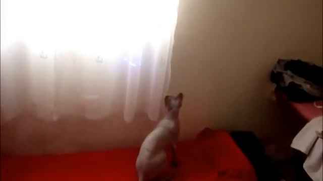сфинкс любит лазер (sphynx loves laser)