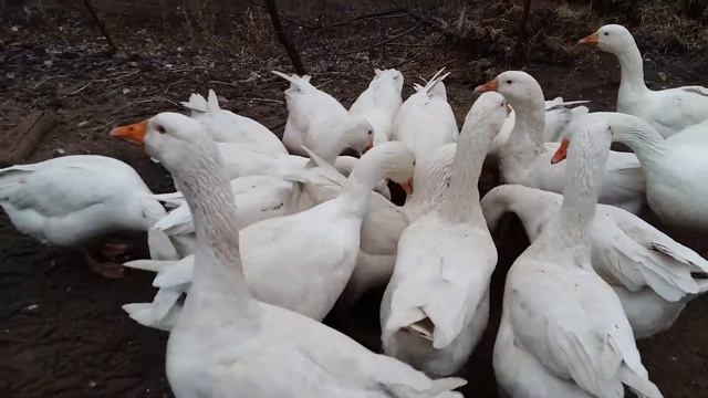 Гуси Легарт датский при кормлении смотреть онлайн