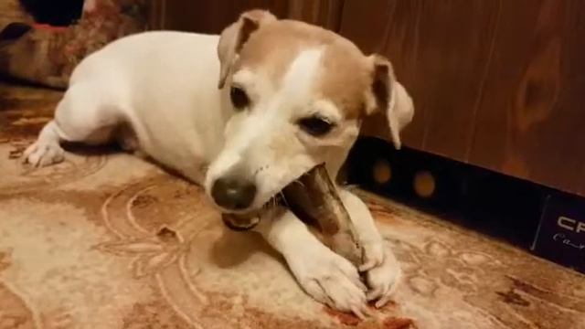 Купили оленьи рога для собаки смотреть онлайн