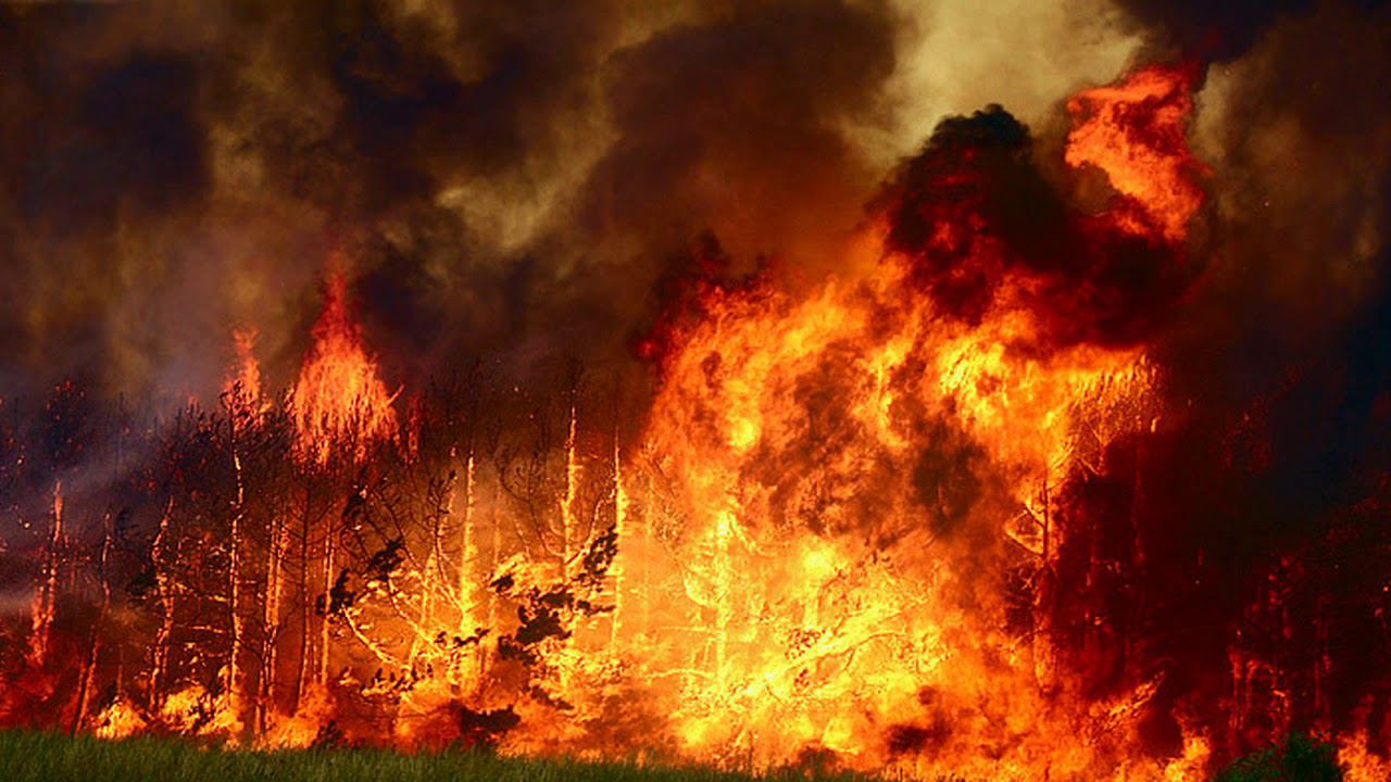 В Шефнер ЛЕСНОЙ ПОЖАР смотреть онлайн