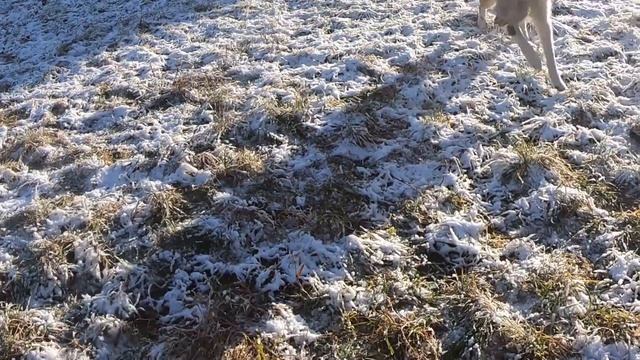 По первому снегу кормлю лаек смотреть онлайн