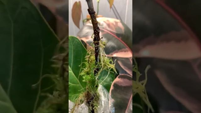 Фикус Лирата Эксперимент по наращиванию корней #ficuslyrata