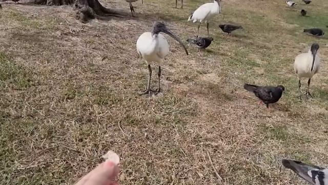 Чудеса нашего городка ! Джакаранда вся в цвету . Ибисы набежали со всех сторон . Элла Австралия смотреть онлайн