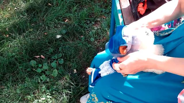 Одежда для животных - модные наряды для наших четвероногих