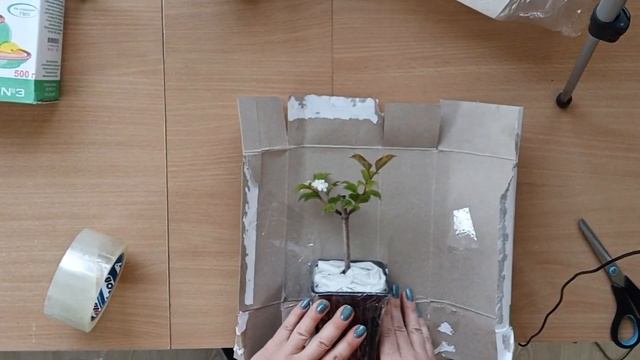 Как упаковать растения для пересылки почтой смотреть онлайн