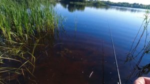 Летняя рыбалка на поплавок. СЕКРЕТ АРОМАТИЗАТОРА и ловли