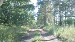 Поездка по дубовой роще