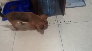 Как правильно кормить чихуахуа сухим кормом Farmina N&D для собак мини пород.