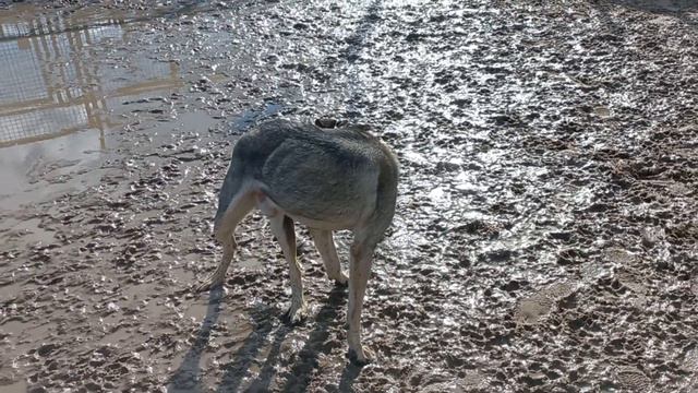 Голубое озеро есть теперь и в приюте. смотреть онлайн