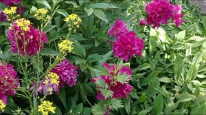 Bumblebees, and pink rose hips, rose, шмели, и розовый, шиповник,шмели и цветы пионы маки