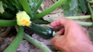 Black beauty summer zucchini squash | A shinny dark green variety