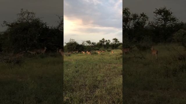 SKITTISH GIRAFFE ON THE ROAD IN THE KRUGER NATIONAL PARK Жираф на дороге в Парке Крюгера