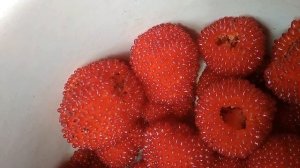 Урожай норвежской малины  2018 08 23 12 03 31