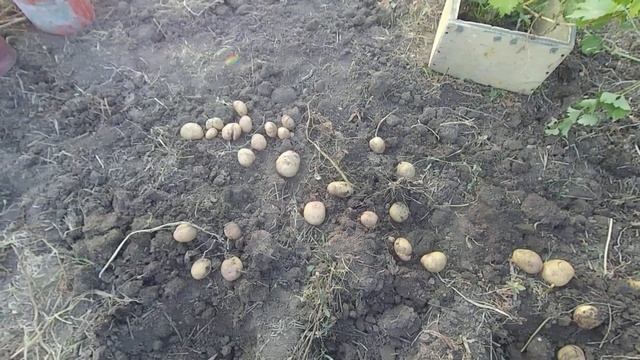 Картофель Пикассо