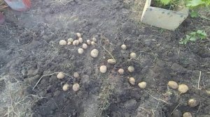 Картофель Пикассо