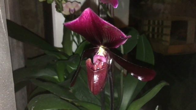 Paphiopedilum Black Jack или лайфхак «как осчастливить мужа»😆 смотреть онлайн