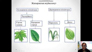 даражарнақты және қосжарнақты өсімдіктер
