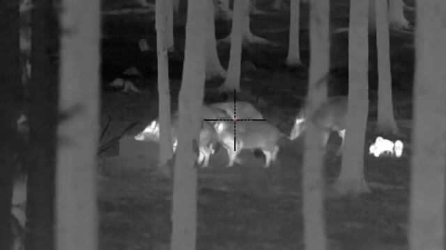 Pulsar Thermion 2 LRF XQ50 Pro, Wildboar 54 kg, Finland смотреть онлайн