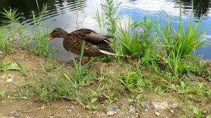 Кряква почти ручная, Mallard Duck