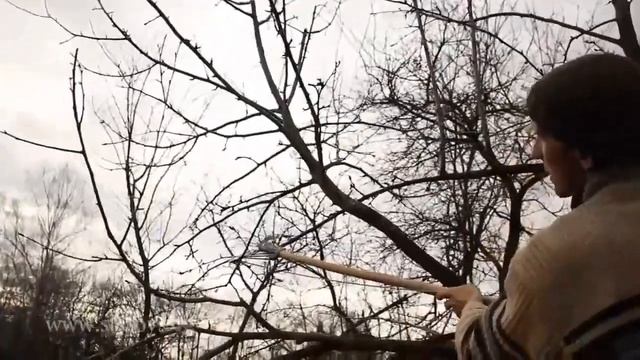 Обрезка груши. Особенности. Уроки Николая Рабушко. Обрезка деревьев и кустарников. Видеоурок.