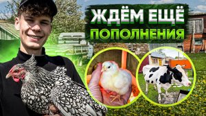 Наша корова МашкаПервые бройлеры вывелись ! Мускусные утки Порядок на участке. Пришла посылка