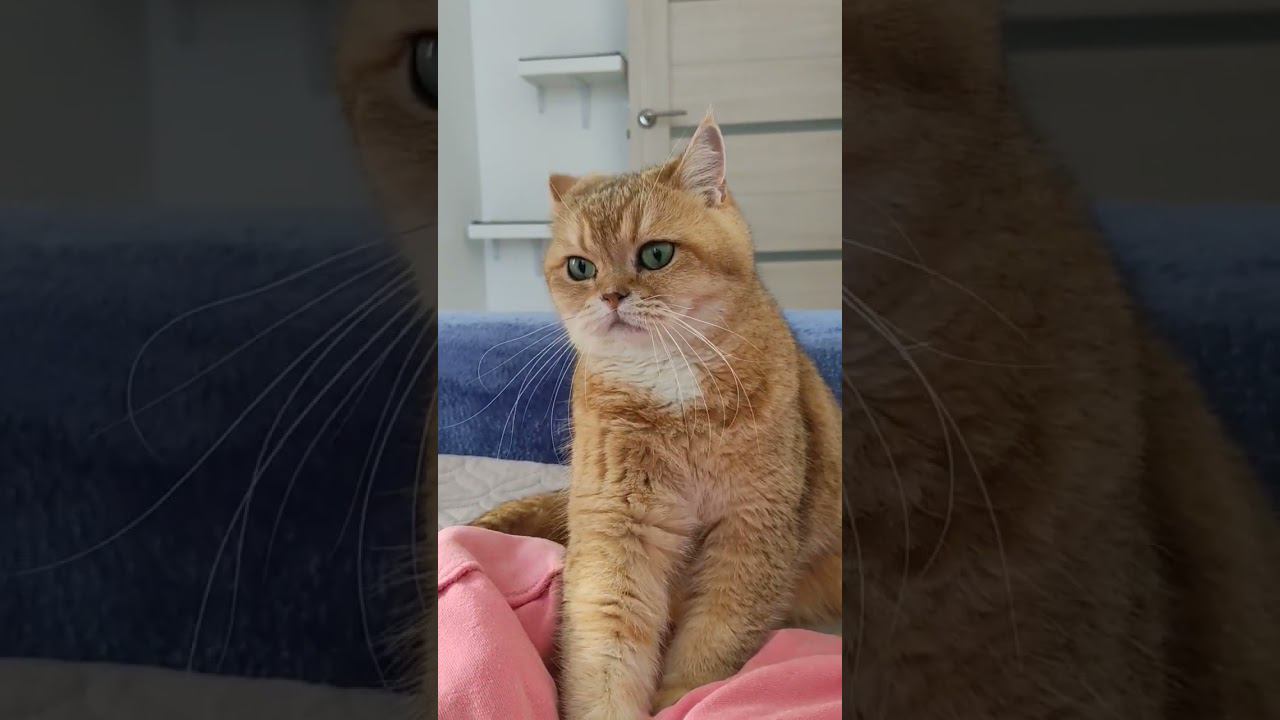В смысле? #смешныекоты #cutecat #cat #funny #безкотаижизньнета #cute #animal #кошка