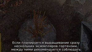 Гортензия Мэджикал Файер — описание, посадка и уход