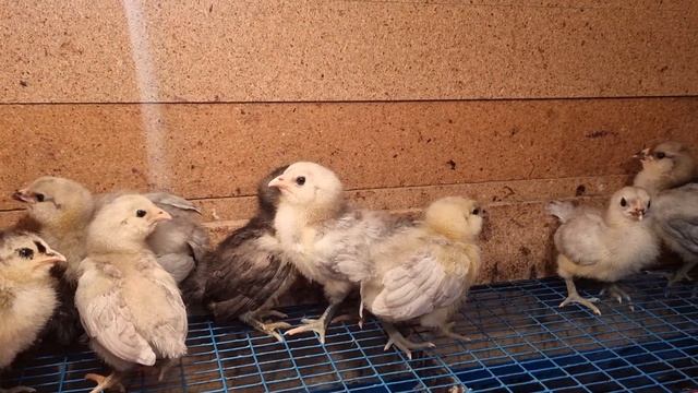 Амераукана-яичная порода кур. Голубое яйцо.   Ameraucana is an egg breed of chickens. Blue egg.