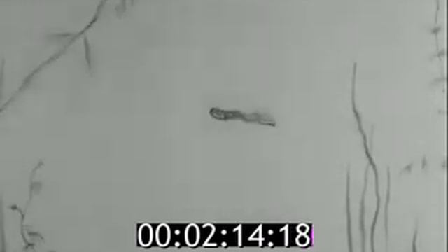 Интервью об одном заболевании (описторхоз) (1985) смотреть онлайн