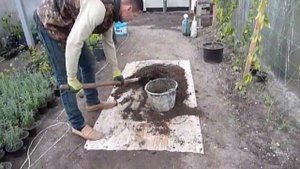 Гуава (Гуаява). Пересадка гуаявы в грунт в теплицу. Земля для гуавы