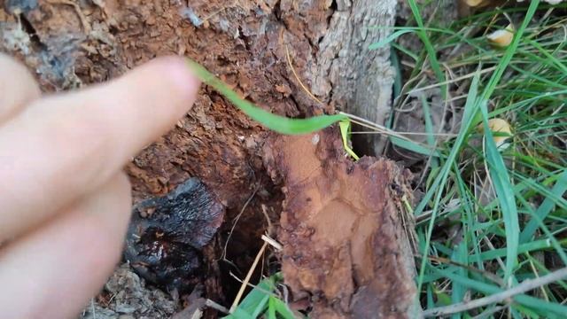 Uno de los pocos hongos bioluminiscentes de Europa. No encontré el hongo, pero veréis como se busca смотреть онлайн