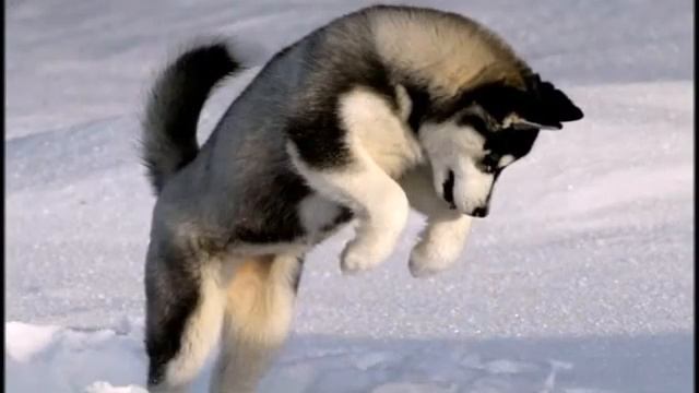 West Siberian Laika (Западно-сибирская лайка)
