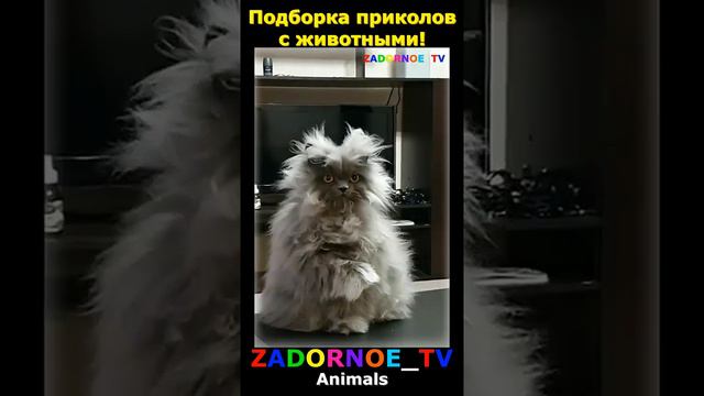 Подборка приколов про животных №112 смотреть онлайн