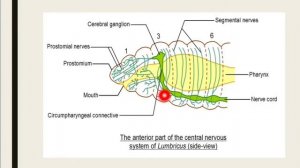 Nervous system of Earthworm F.Y.