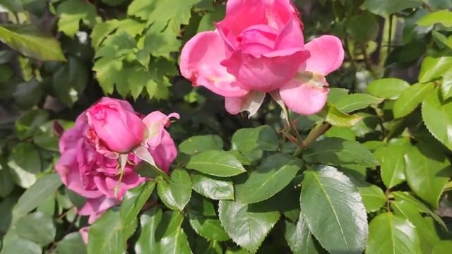 Блю Вондер Blue Wonder смотреть онлайн