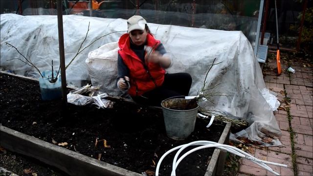 Посадка роз осенью. Как сажать лилии с ростками. Посадка малины осенью. Обзор саженцев Гарденвуд смотреть онлайн