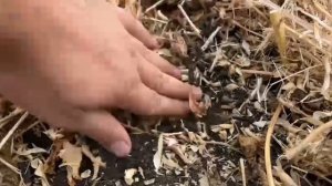 Соя новый урожай с пометом в органическом хозяйстве!