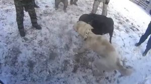 Собачьи бои