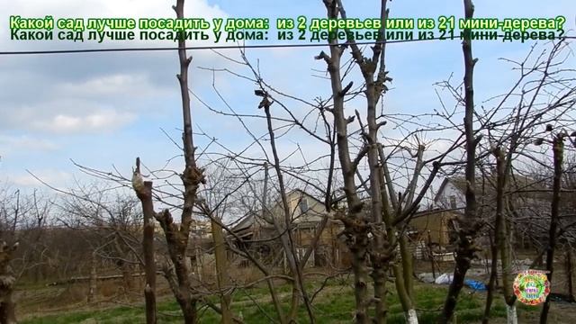Какие деревья лучше сажать у дома? Сад из 2 деревьев или из 21 мини-дерева?