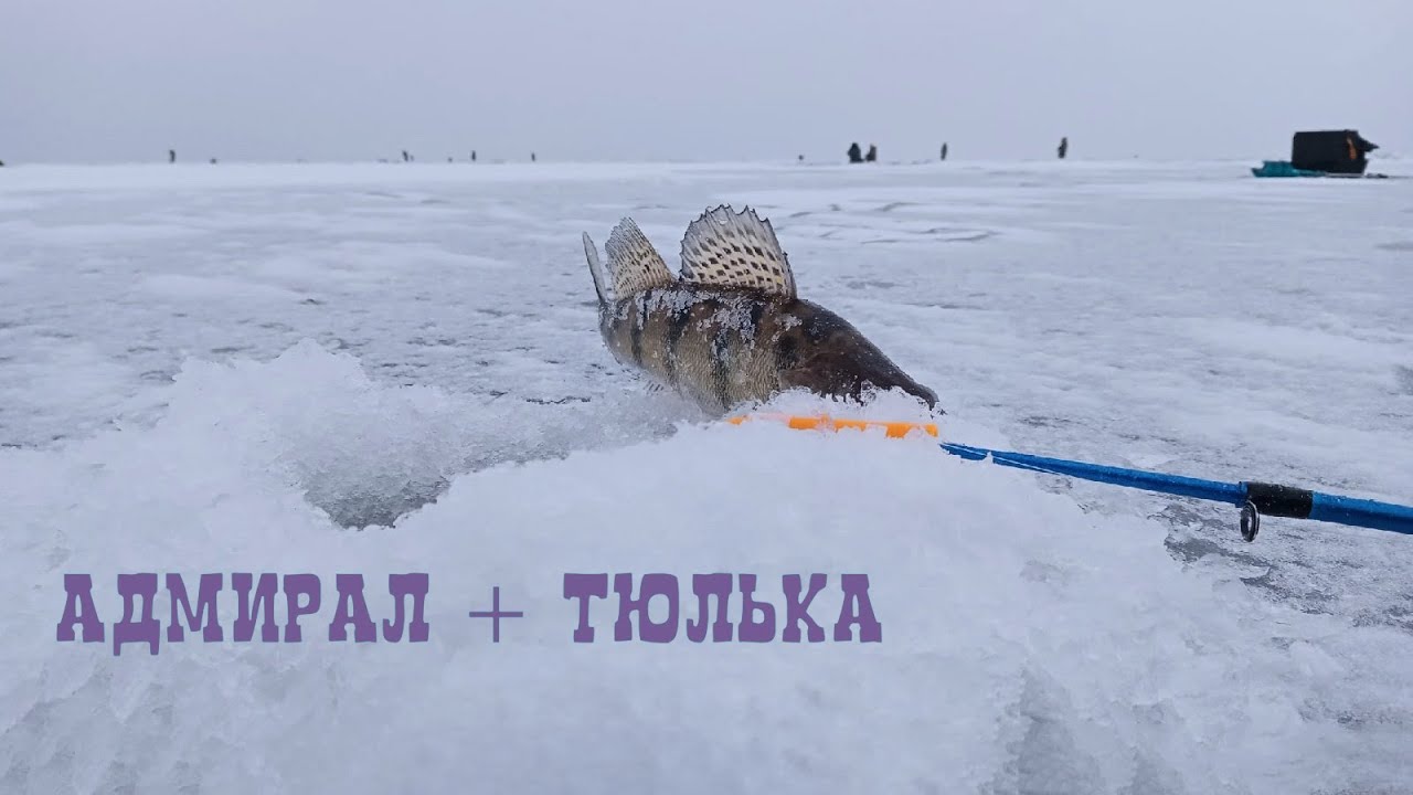 ЛОВЛЯ СУДАКА ЗИМОЙ НА БЛЕСНУ С ПОДСАДКОЙ ТЮЛЬКИ _ ЗИМНЯЯ РЫБАЛКА _ БЕРШ ИГРАЕТ СО МНОЙ В ПРЯТКИ. смотреть онлайн