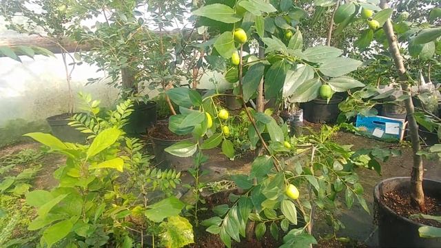 Зизифус вырастить в кадке, легко! смотреть онлайн