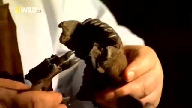Доисторический мир древних животных. Смилодон. 3 обрезанная часть.