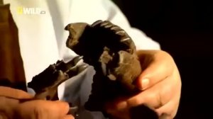 Доисторический мир древних животных. Смилодон. 3 обрезанная часть.