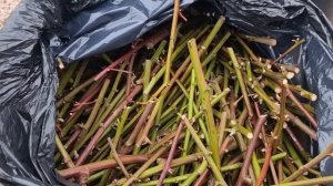 Ежевика в теплице на раннюю ягоду и ежевика из черенков.