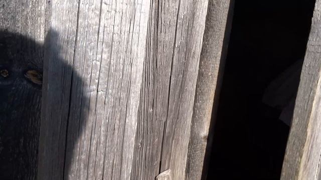 Коза, первый опыт. Покупка козы и впечатления. смотреть онлайн