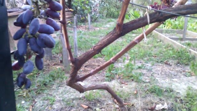 Лучшие сорта винограда возле дома смотреть онлайн