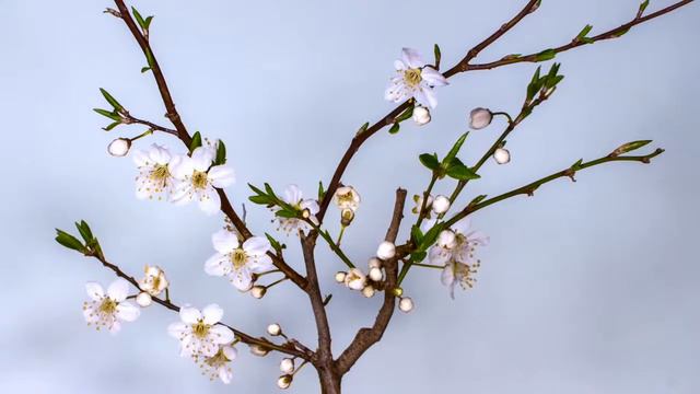 Добрый день.... Общаемся!!!! Ботик в работе. смотреть онлайн