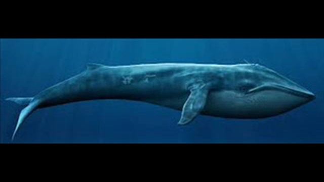 Синий кит Это шокирует всех смотреть онлайн