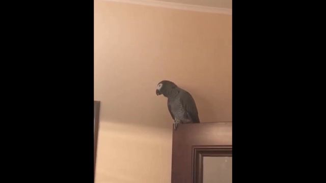 Жорка и лестница смотреть онлайн