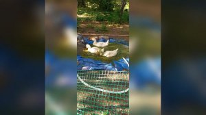 жизнь гуся.mp4